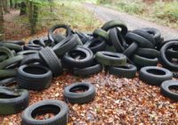 Старые шины на опушке леса