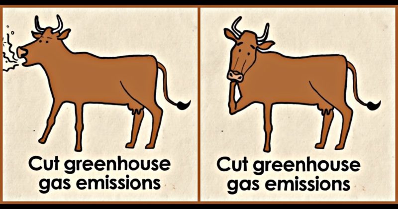Выбросы метана от коров